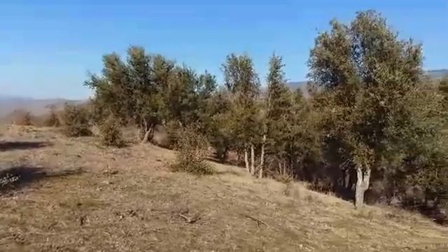 Горна Сушица / Gorna Sushitsa 1 смотреть онлайн