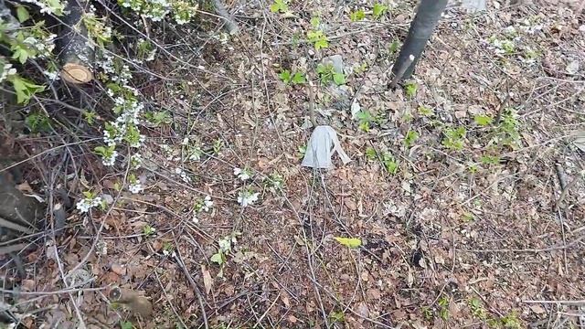 Обзор на пилу SAMURAI C-330-LH 2  #6