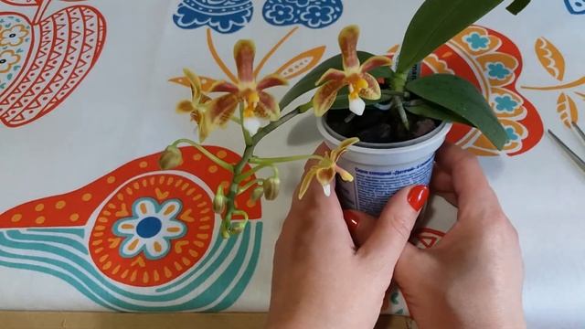 Phalaenopsis Celebensis X Mannii. Цветение подростка