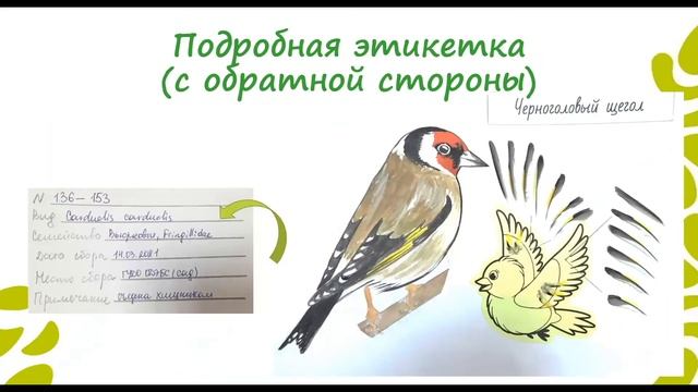 Молодежная секция конференции по изучению перьевого покрова птиц "На Родине Бутурлина" смотреть онлайн