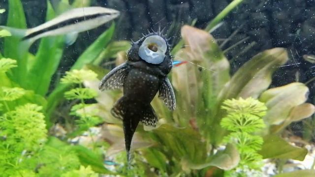 Сомик анциструс чистит стекло аквариума смотреть онлайн