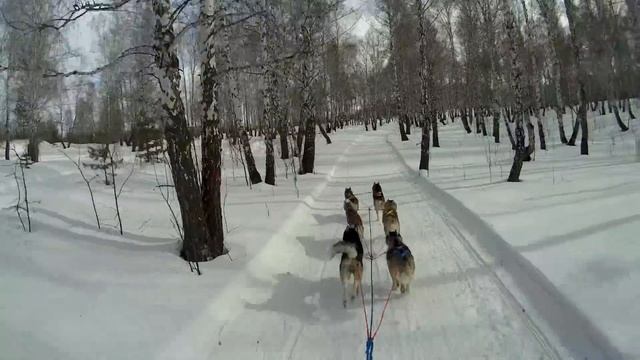 Гонка на собачьих упряжках Созвездие Гончикх Псов 2019 смотреть онлайн