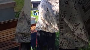 как и когда забирать мёд у пчёл