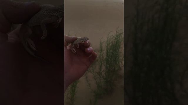 Ушастые круглоголовки, ящерица смотреть онлайн