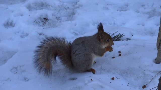 Белка Ест Орехи Зимой смотреть онлайн