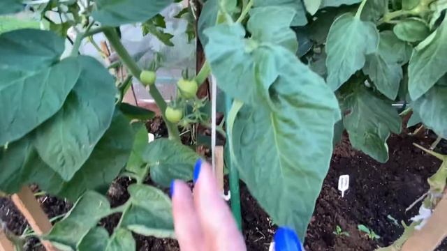 Обзор дачи на 24 июля 2022 года. смотреть онлайн