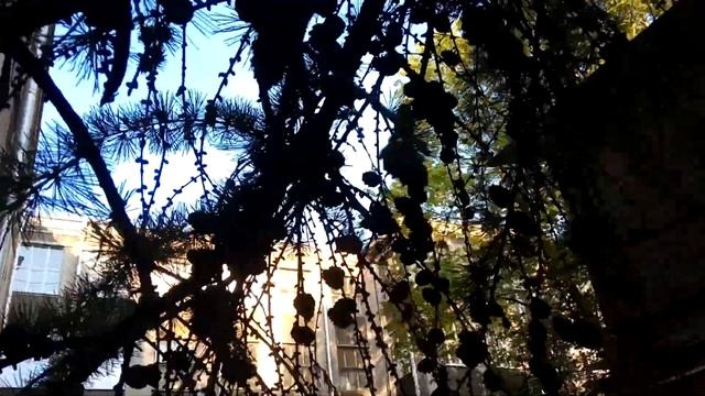 VID 20220527 201823 Осинник гулче, ельник глуше... 1913 (Н. Клюев)...Павел Васильев Лахтинский смотреть онлайн