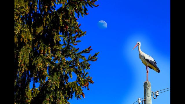 Когда я родился, я закричал... Андрей Першин 1990 г