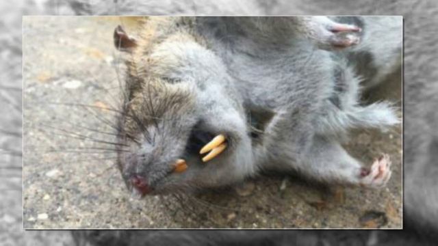 Влюблённый кот. Укрощение строптивой! смотреть онлайн