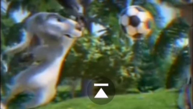 Petal_20240406_112349.mp4