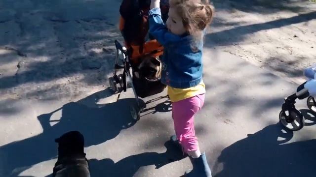 Мопс Мося в коляске pug dog смотреть онлайн