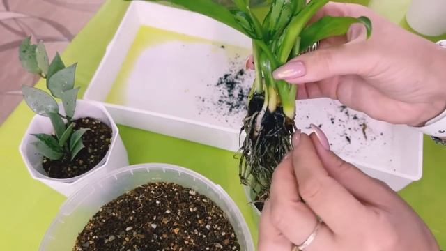 Новинки Растений , Кашпо и Теплички ??? смотреть онлайн