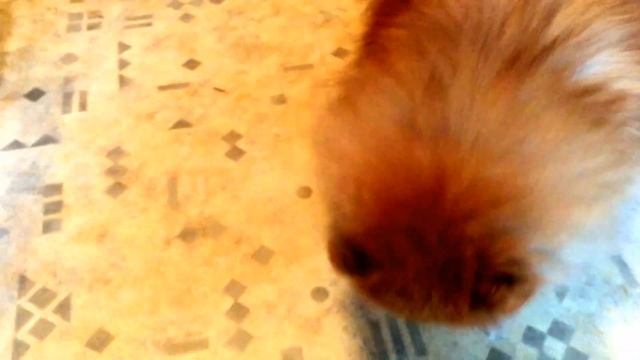 КАК НАУЧИТЬ СОБАКУ КУВЫРКАТЬСЯ ✔️ДРЕССИРОВКА смотреть онлайн