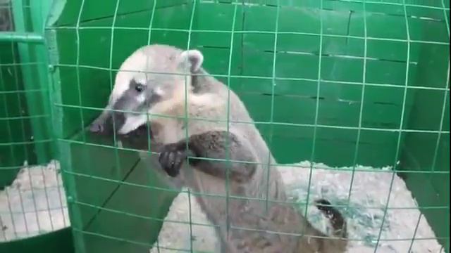 Дикие звери на Курской ярмарке. Видео смотреть онлайн