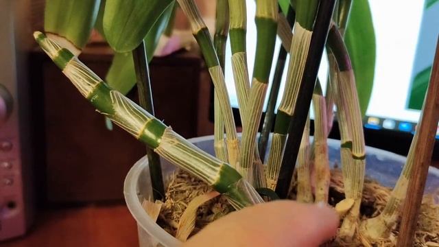 Дендробиум Нобиле