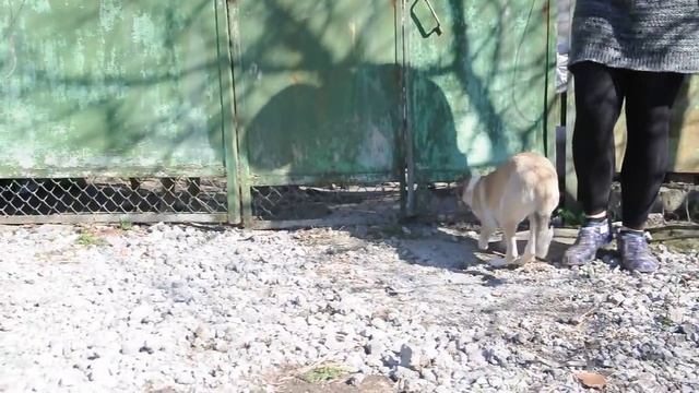 Собака без передних лап научилась ходить, как человек смотреть онлайн