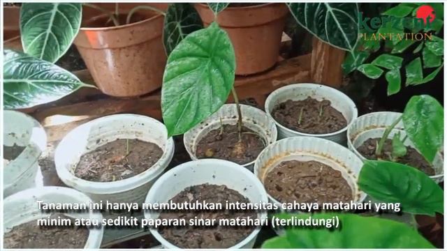 kerzent PLANTATION - Alocasia Black Velvet ▪ Alocasia Green Shield / Keladi Tengkorak смотреть онлайн