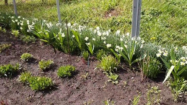 Цветы в палисаднике. Апрель 2022 смотреть онлайн