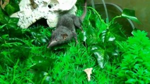 Мускусная крыса - чучундра!