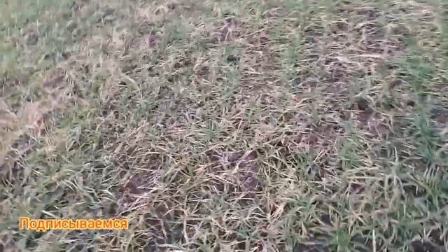 состояние озимой пшеницы на 6.11.21.почему желтеют листья