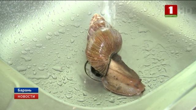 Улитка весом 500 г живет в доме учителя из Барани смотреть онлайн