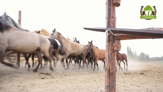 Гайдпарк 2 смотреть онлайн