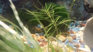 Обзор и советы по разведению креветки Blue Dreams