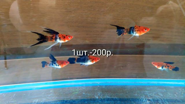 Koi Showa HighFin Swordtails (распродажа остатков) смотреть онлайн