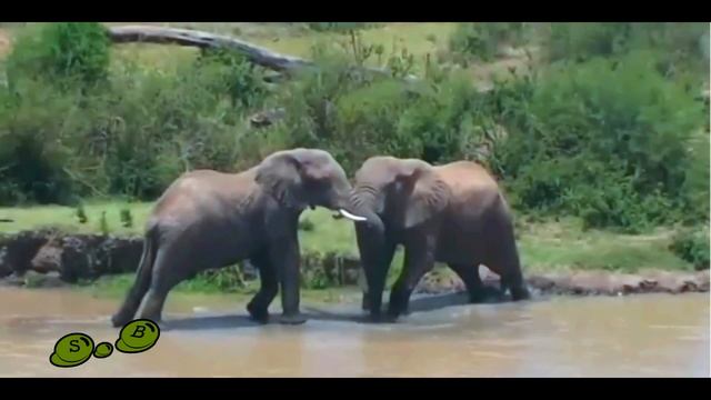 Животные Кении смотреть онлайн