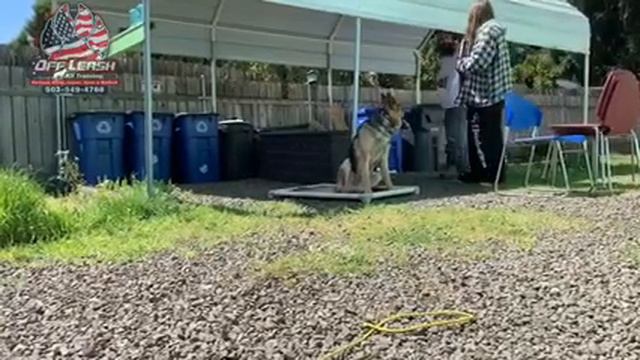 Remi 11 mo GSD | Best Trained Dogs of OR | Portland OffLeash K9 Training смотреть онлайн
