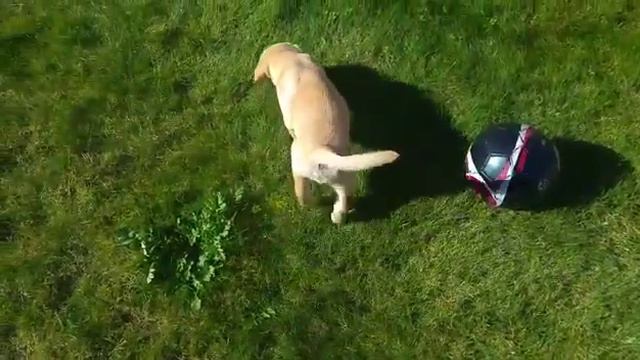 Щенок Лабрадора играется с мячом))) смотреть онлайн