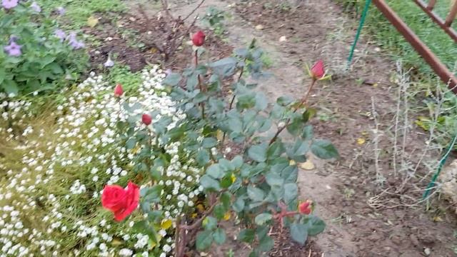 Разная органика - для улучшения почвы под розами , принесла Всего ПОНЕМНОГУ, добавляю в глину 27.11 смотреть онлайн