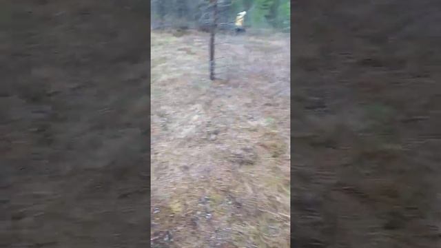 Весенняя клюква 2022. С Лизой на болоте смотреть онлайн