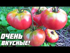 Самые урожайные и вкусные томаты для юга России! Сажайте на рассаду в январе феврале!