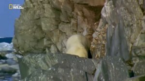 Дикие животные 24 часа.  Аляска - рай гризли ( Nat Geo Wild )