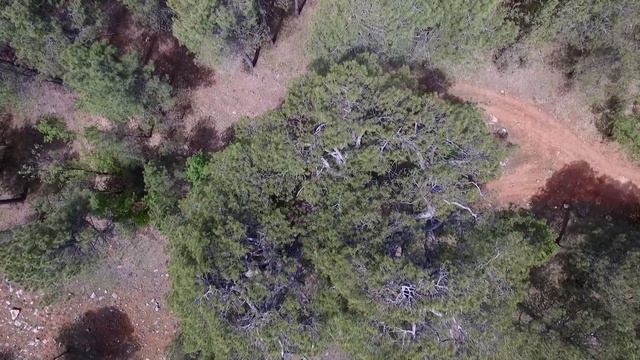 ÁRBOLES SINGULARES DE IBERIA Pino Abuelo de Tierra Muerta смотреть онлайн