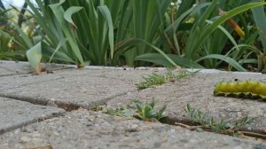 Гусеница павлиноглазки грушевой или Saturnia pyri