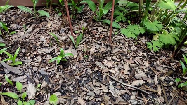 Прогулка по саду. Розыгрыш!!! Садовый влог. Обзор сада. Лучше цветужие кустарники смотреть онлайн