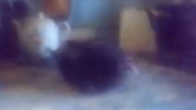 Слетки голубей принимают душ смотреть онлайн