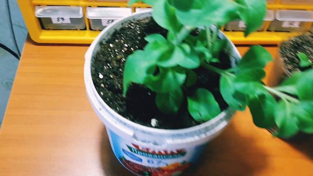 АМПЕЛЬНАЯ ПЕТУНИЯ ИЗИ ВЭЙВ ЛАВЕНДЕР СКАЙ БЛЮ смотреть онлайн