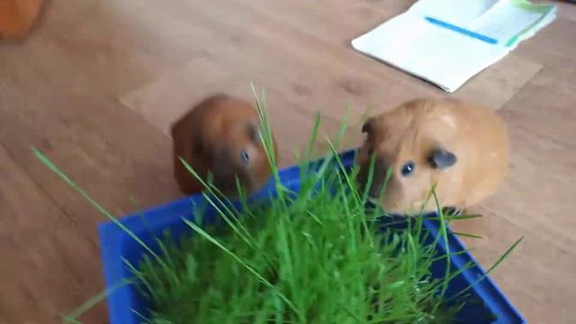 МОРСКИЕ СВИНКИ ЕДЯТ ТРАВУ /МИЛЫЕ МОРСКИЕ СВИНКИ/ ПРИКОЛЫ С МОРСКИМИ СВИНКАМИ 2022/ ХОМЯКИ ТОЖЕ ЛЮБЯ смотреть онлайн