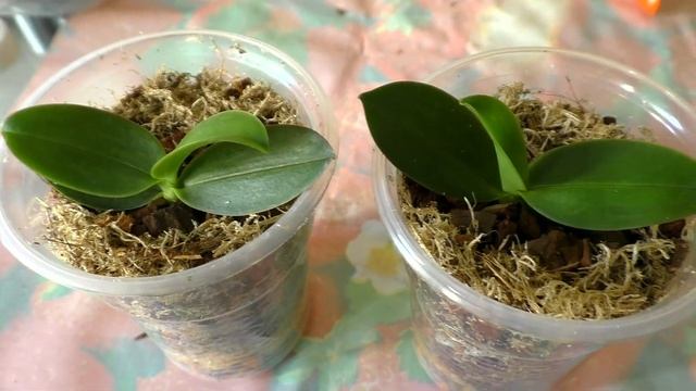 ЛЕТНЯЯ ПЕРЕСАДКА ОРХИДЕЙ | Отделила детки орхидеи от материнского растения смотреть онлайн