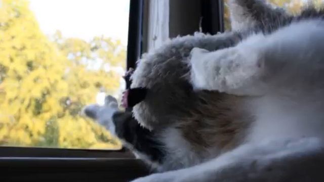 windowsill смотреть онлайн