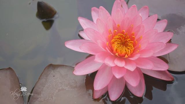 Nymphaea 'Rodjana' Hardy Waterlilies смотреть онлайн