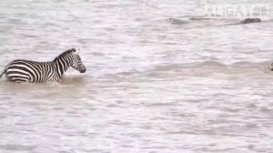 Крокодилы нападают зебр/ Адская дорога через реку