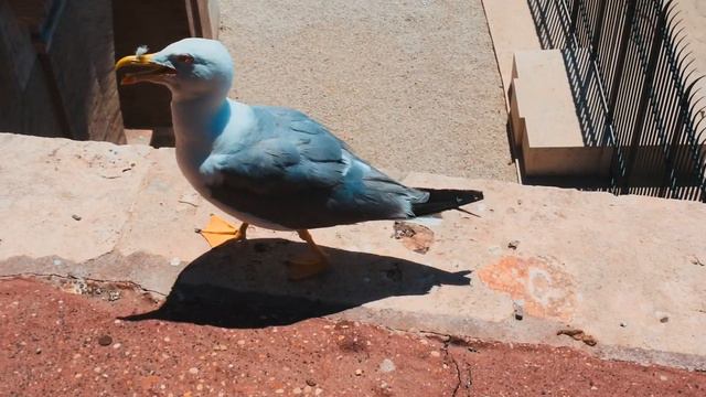 Украл экскурсию за 17.5 Евро.Колизей по быстрому.Sibirskiy Drug смотреть онлайн