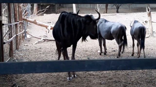 Buffaloes, bulls in the zoo смотреть онлайн
