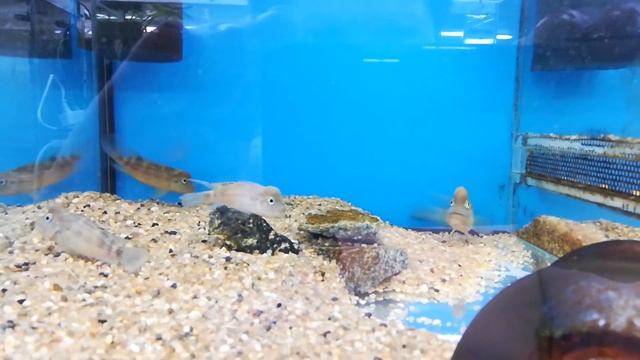 Цихлида львиноголовая (Steatocranus casuarius) смотреть онлайн