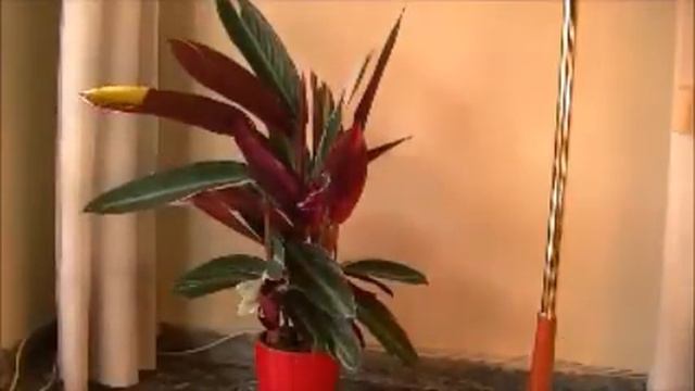 Mistica Calathea delle foreste tropicali смотреть онлайн