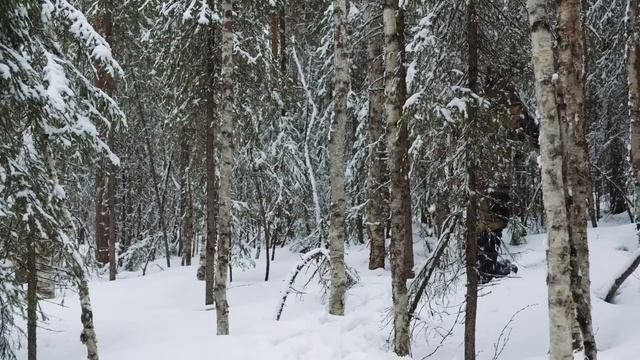 Поход в лес. Снежная тайга в мае. Тетеревиный ток. смотреть онлайн